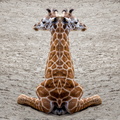 Girafe face to face