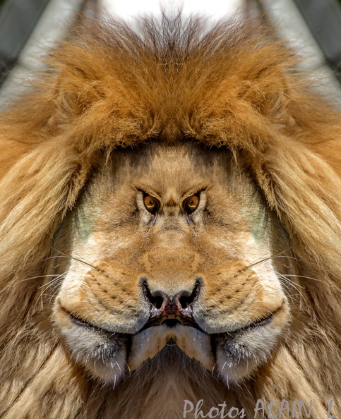 Lion face to face.jpg