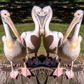 Pelican face to face