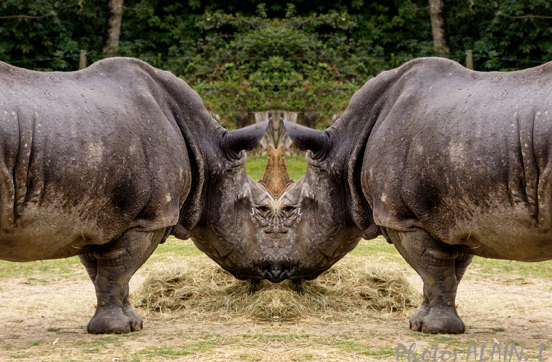 Rhinoceros face to face