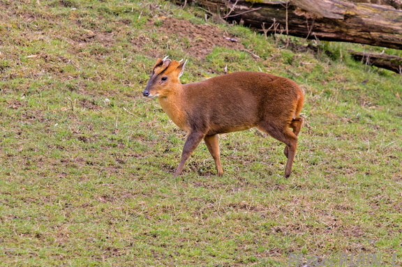 Sologne - Beauval - Muntjac