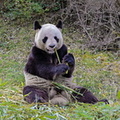 Sologne - Beauval - Panda geant 2