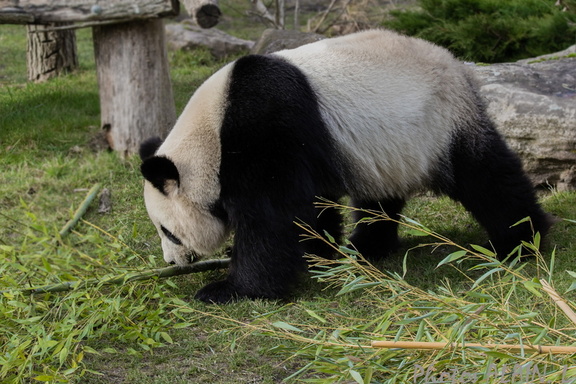 Sologne - Beauval - Panda geant 3