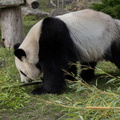 Sologne - Beauval - Panda geant 3