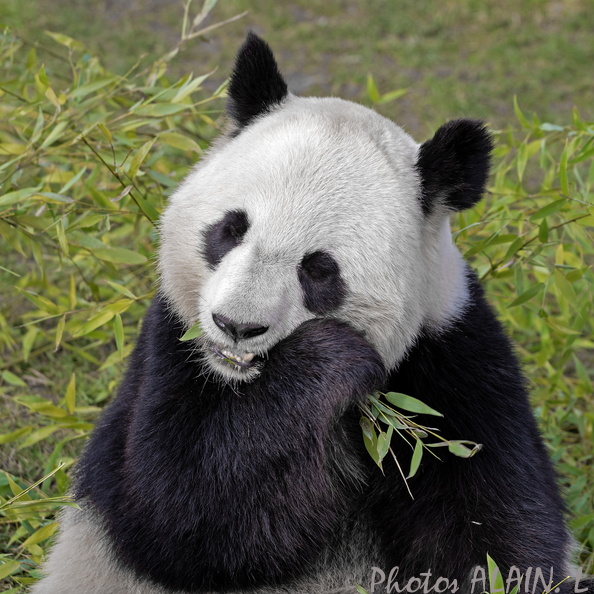 Sologne - Beauval - Panda geant 4