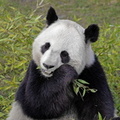 Sologne - Beauval - Panda geant 4