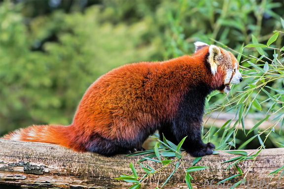 Sologne - Beauval - Panda roux