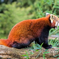 Sologne - Beauval - Panda roux