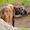 Sologne - Beauval - Takin