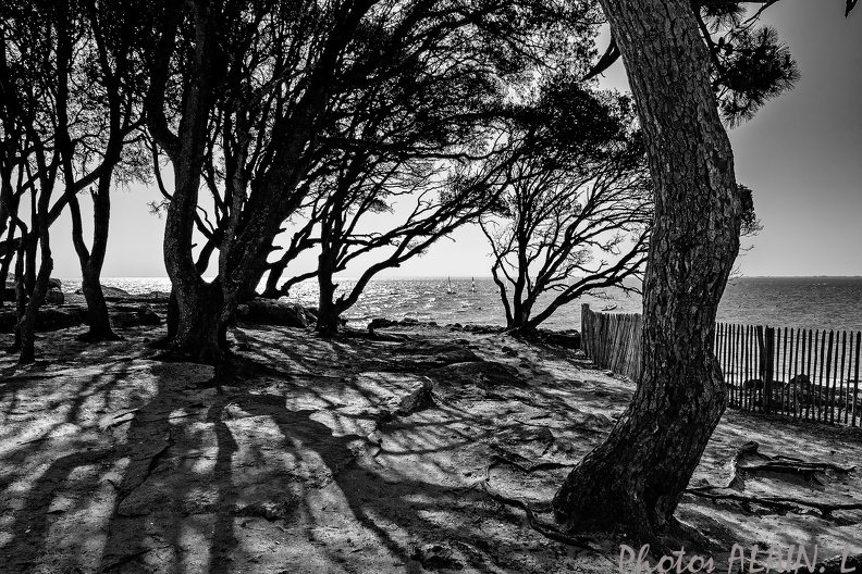 Noirmoutier 3.jpg