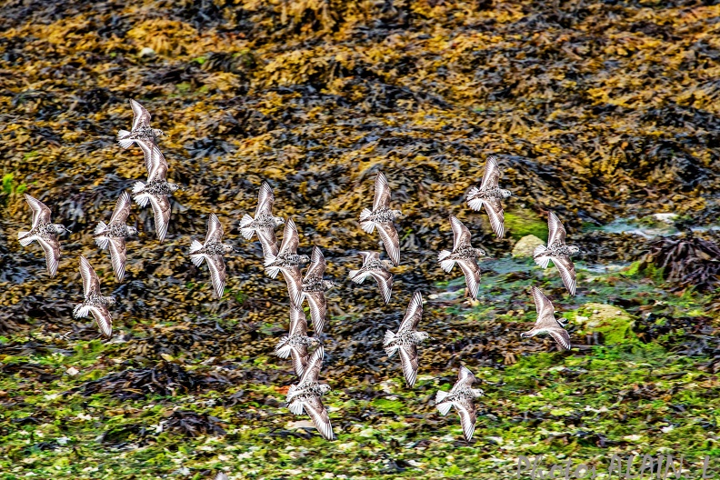 Bretagne becasseaux sanderling1